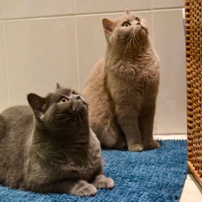 finjabella's profile picture. ❤️  Finja & Bella
💜  British Shorthair
💚  Born 2014 & 2015
💛  Eat | Sleep | Getting cuddled