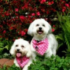 RETIRED LOVE NASCAR ALONG TIME. LOVE our 2 Havanese & FAMILY. WEATHER FANATIC ! Retired from Fire & Rescue after over 45 years. Got my 6 dose of Pfizer 10/23