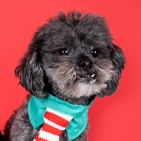 Lars knows best (@underdog_rescue) 's Twitter Profile