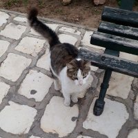 Soumaya (@soumayafarouk) 's Twitter Profile