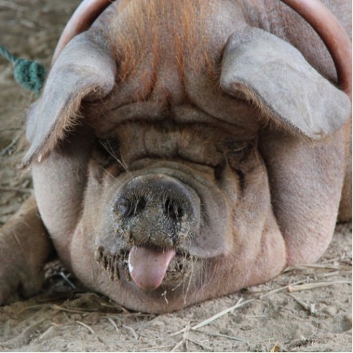 ComputerToilet's profile picture. Computer makes me sad. So tired.