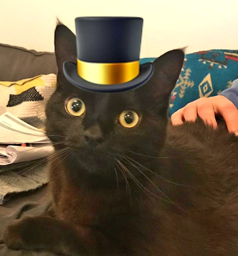 BeemoPoops's profile picture. An average cat with an internet-enabled litter tray.  Raising questions of cat privacy invasion since 2018.