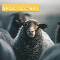 Ali Kaan HALICI (@kafa_kot) 's Twitter Profile