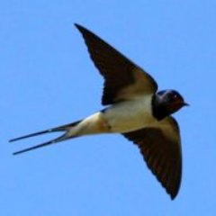 idamac10's profile picture. 🐯 Mon cœur bat au même rythme que celui de la planète 🌍  🌳