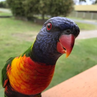 https://t.co/aeiScbzXGv #auspol #gardens #birds #nature #climate Opinions my own & liable to change, RT's could mean anything