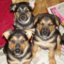 Payal Ram - @PayalRam123 - Twitter