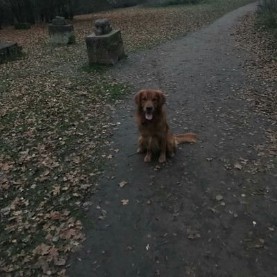 dan_billington's profile picture. 