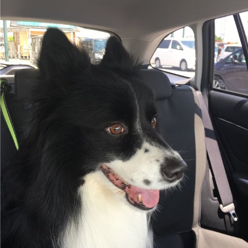 milkboy31's profile picture. わんこだけが癒やし。