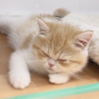 ラファエル (@yu____201428) 's Twitter Profile