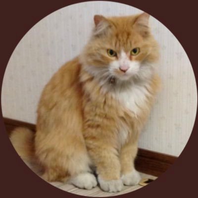 とらもこさんのプロフィール画像