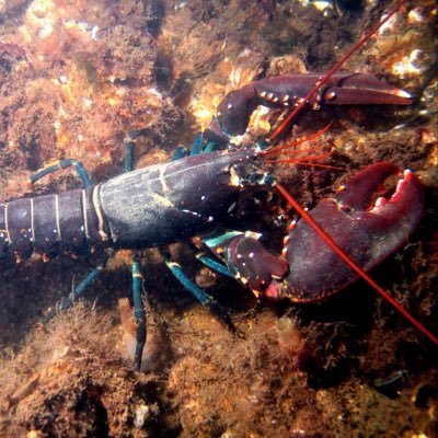 carbinkstan's profile picture. not lobster themed