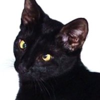Spitfire (@_spitfirerose_) 's Twitter Profile