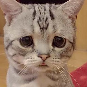 ねこかわいいbot Cat Nyanko Cat のツイプロ