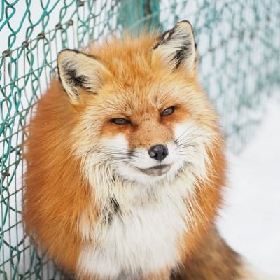 写真を撮るキツネ。程派八卦掌、エスクリマで動きまわってる🦊