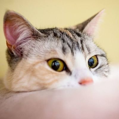 nj21_c's profile picture. n/a