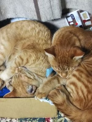 guran_0712's profile picture. ネコ大好き人間🐈