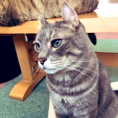 TuchinoMon's profile picture. 山形県出身で仕事はバックエンドエンジニア。新卒→工場→SES企業→自社開発企業（半分SES）→自社開発企業。技術とラーメンのことを中心に呟きます。