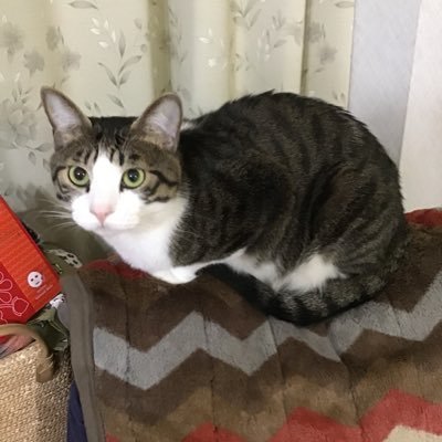稀崎（＾ω＾）だりあさんのプロフィール画像