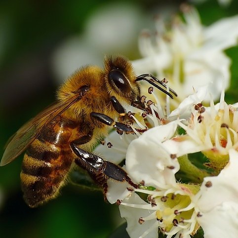 Pszczelarz, Beekeeper 🇵🇱 🐝