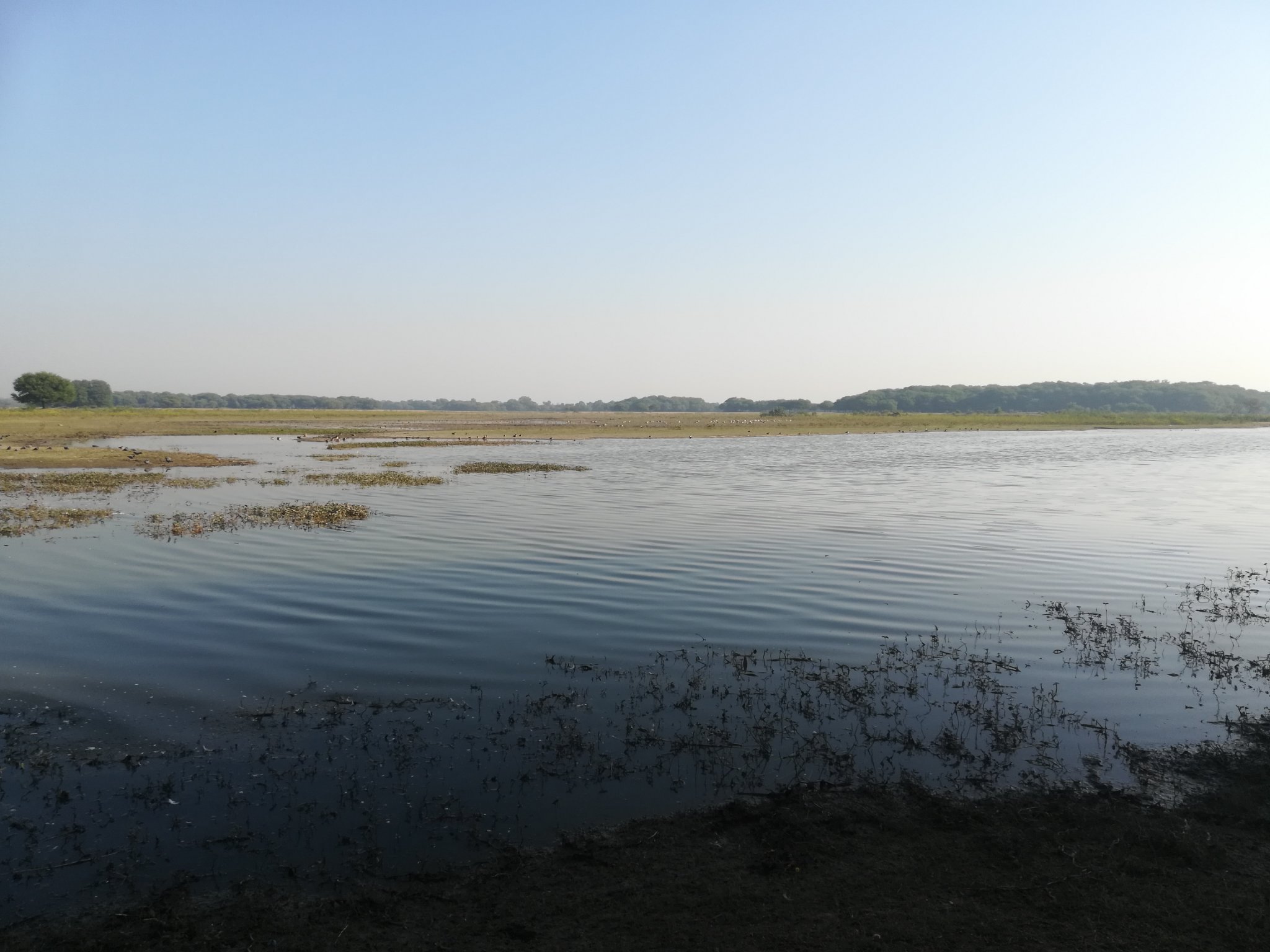 pratincole_'s profile picture. Fauji kid, birder, @irma_alumni