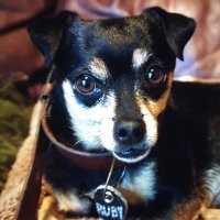 Ruby The Foster Dog(@RubyFosterDog) 's Twitter Profile Photo