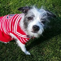 Susan πΊπ²πΊπ¦ (@susiebuckeye) 's Twitter Profile