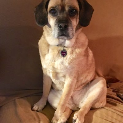 15 year-old female Puggle living in Jersey. Love the beach , walkies, pizza, watermelon and Khor’s ice cream. All #treats are my own, not my employer’s/human’s