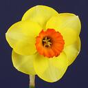 Nancy Tackett - @daffseeker - Twitter