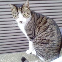γγγΌ(πΈπ) (@kutsushitacat) 's Twitter Profile
