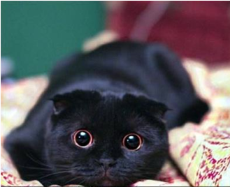 _LoveLaughLive_'s profile picture. A young-ish woman, who is slightly too obsessed with cats. An avid gamer, tech enthusiast, Mac fan & foodie. Likes Borderlands, iphones and badgers.