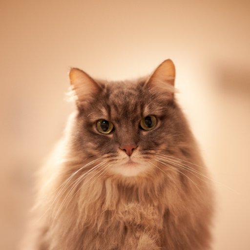 kojiha__'s profile picture. Software Engineer | Alexa | ex- HPE, Windows Phone, Microsoft Office | 500 Kobe | 発言は個人の見解であり所属する組織を代表するものではありません。All of my statements are my own opinions.