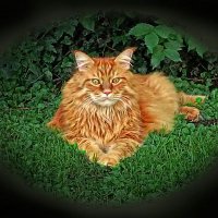 Privileged Cat Lady (@ssmiller524) 's Twitter Profile