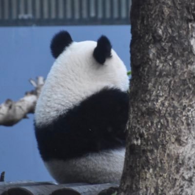 パンダ大好き🐼パンダ撮るために2018年7月に一眼レフ購入📷他の動物も撮ります📷突然のコメント、無言フォロー失礼します。ご自由にフォローください😊【画像の無断使用・無断転載お断りします】