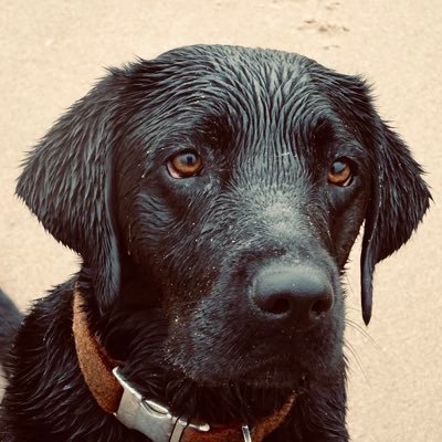 Dog. Labrador. Black. Sisfur of @Mabel_dor. If the 4 horsemen come for Twitter we’re also at mabel_and_daisy on Insta