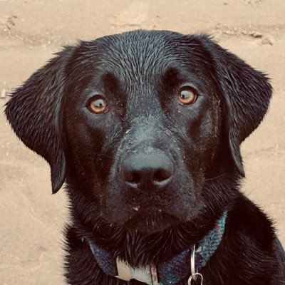 Dog. Labrador. Black. Bonkers. Sisfur of @Daisy_dor and best girl of @bill_da_dog