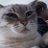 kicksftommo's profile image