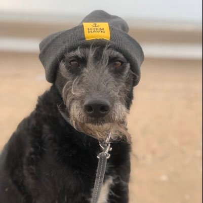 StruppiDog Profile Picture