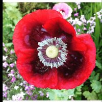 TheCynicalGardener ππ± (@joon123) 's Twitter Profile
