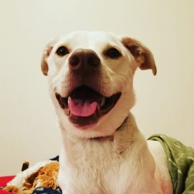 6 y/o lab/sighthound mix boy #servicedog. proud member of DOGGO UNION. | otrb 🌈 9/2023 at six y/o.