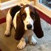 Louie & Phoebe (@louiethehound) Twitter profile photo Louie & Phoebe (@louiethehound) Twitter profile photo
