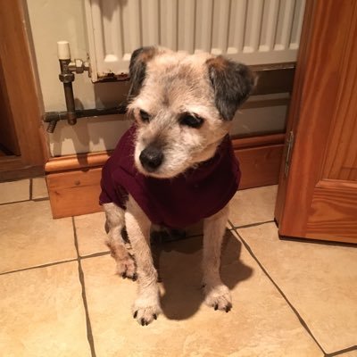 Closed account of Rolo the Border Terrier, 23.11.02 - 13.2.19. Follow his apprentice, @stockton_teddy for more dubious goings on...!
