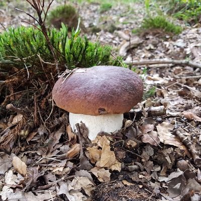 AMillenaar's profile picture. 