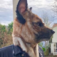 Calph π TFF,FWA (@calphpup) 's Twitter Profile