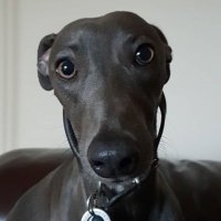 HuxleyHigginsWhippet (@huxleyhiggins) 's Twitter Profile