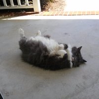 Lisa T (@nclatodd) 's Twitter Profile
