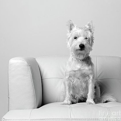 quotable_westie Profile Picture