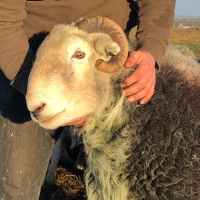 Pennyhill farm eskdale, Herdwick sheep, director of eskdale golf and country estate (greenkeeper, shop assistant, shit collector) enjoy golf in any spare time