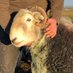 simon_hogghouseflock (@siwitham) Twitter profile photo simon_hogghouseflock (@siwitham) Twitter profile photo