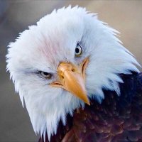Frank Dallen Jr (@dallenfrank) 's Twitter Profile