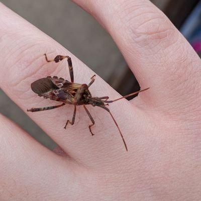 sunbackeddog's profile picture. sunbackeddog/cosmichound on Tumblr
fan of animals that go fast, antiques, printmaking, and all things creepy, crawly, and slimy